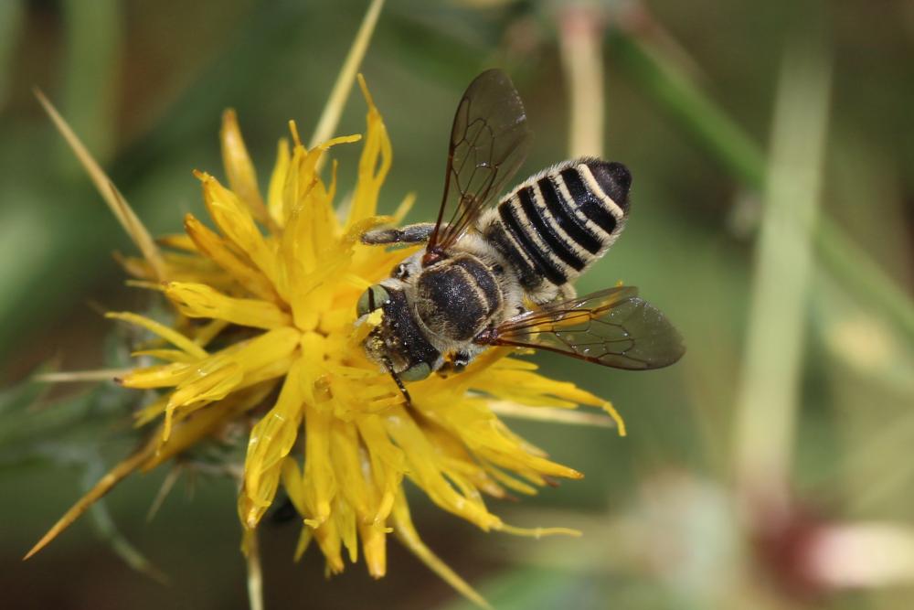 Le  Megachile marginata Smith, 1853