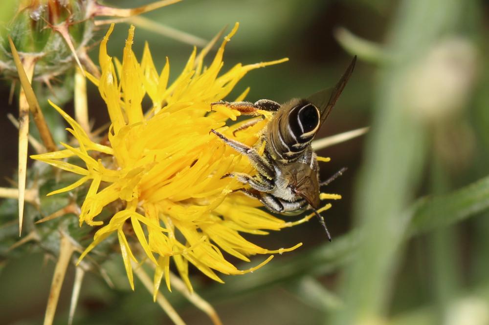 Le  Megachile marginata Smith, 1853