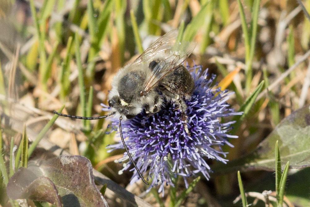 Le Eucère caspienne Eucera caspica Morawitz, 1873