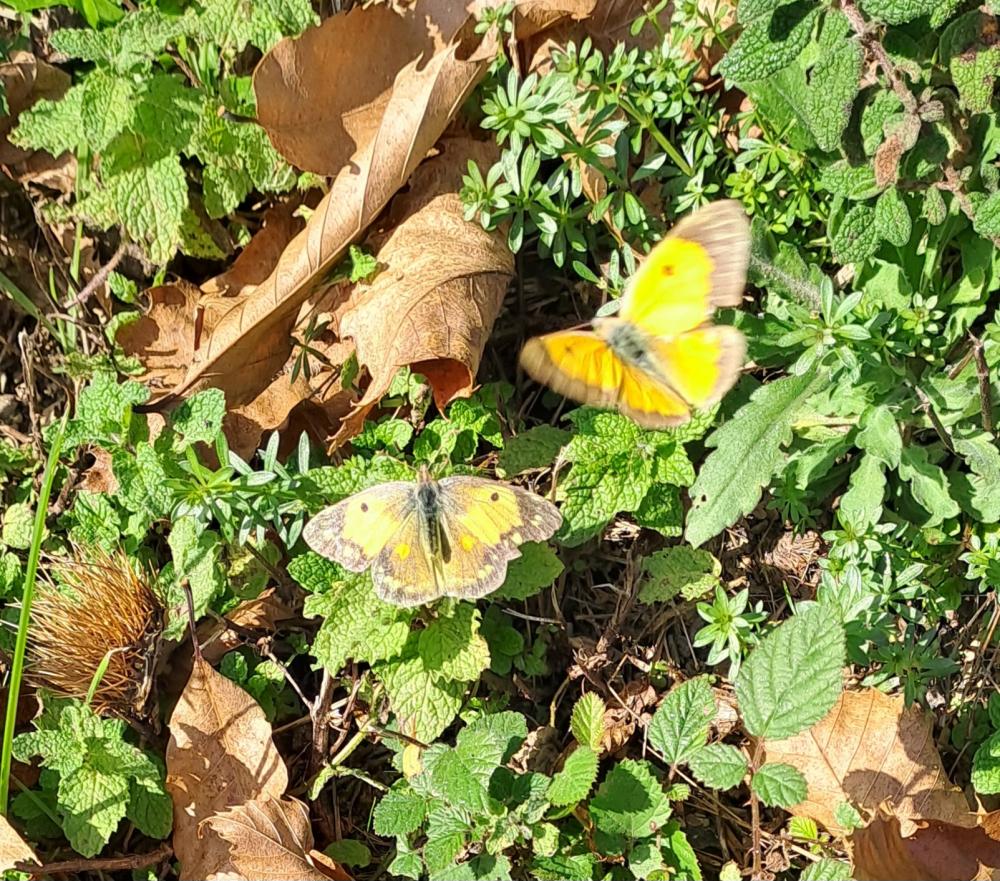 Le Souci (Le) Colias crocea (Geoffroy in Fourcroy, 1785)