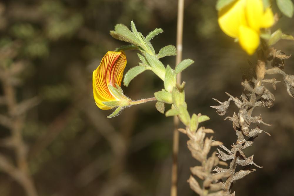 Bugrane jaune, Bugrane fétide Ononis natrix L., 1753