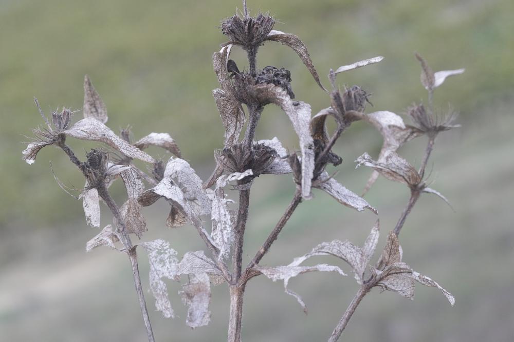 Le Herbe au vent Phlomis herba-venti L., 1753