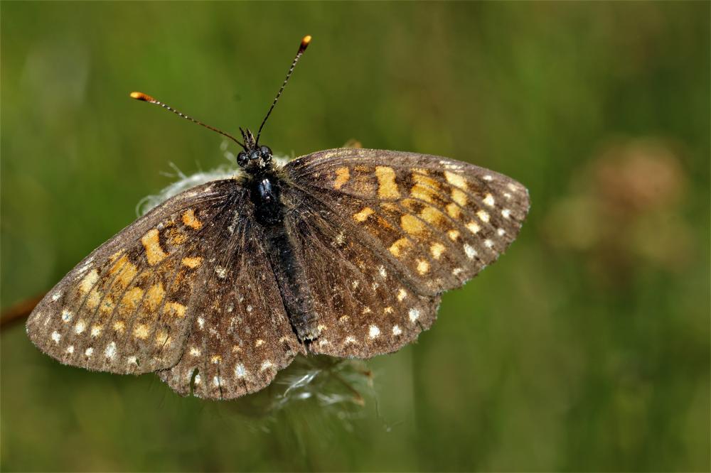 Mélitée noirâtre (La), Damier noir (Le), Argynne d Melitaea diamina (Lang, 1789)