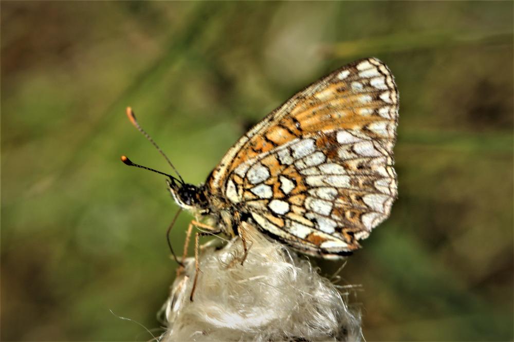 Mélitée noirâtre (La), Damier noir (Le), Argynne d Melitaea diamina (Lang, 1789)