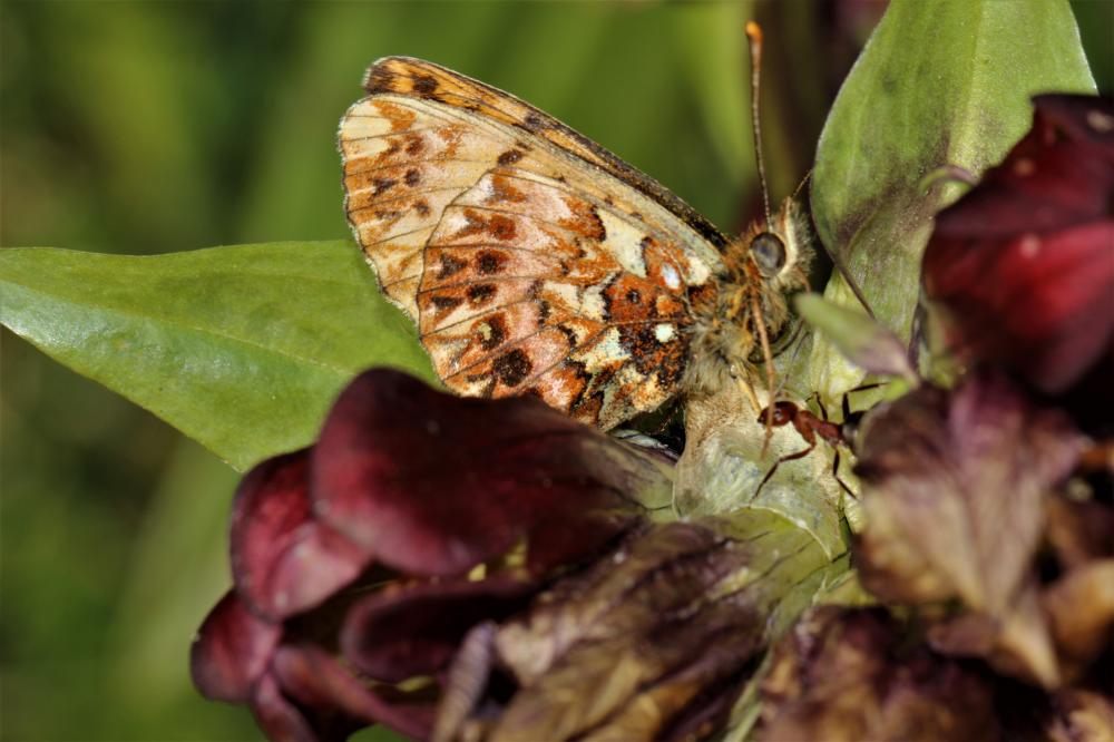 Nacré porphyrin (Le), Alezan (L'), Jason (Le), Gra Boloria titania (Esper, 1793)