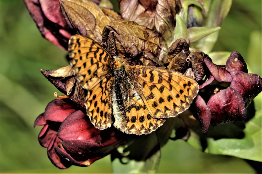 Le Nacré porphyrin (Le), Alezan (L'), Jason (Le), Gra Boloria titania (Esper, 1793)