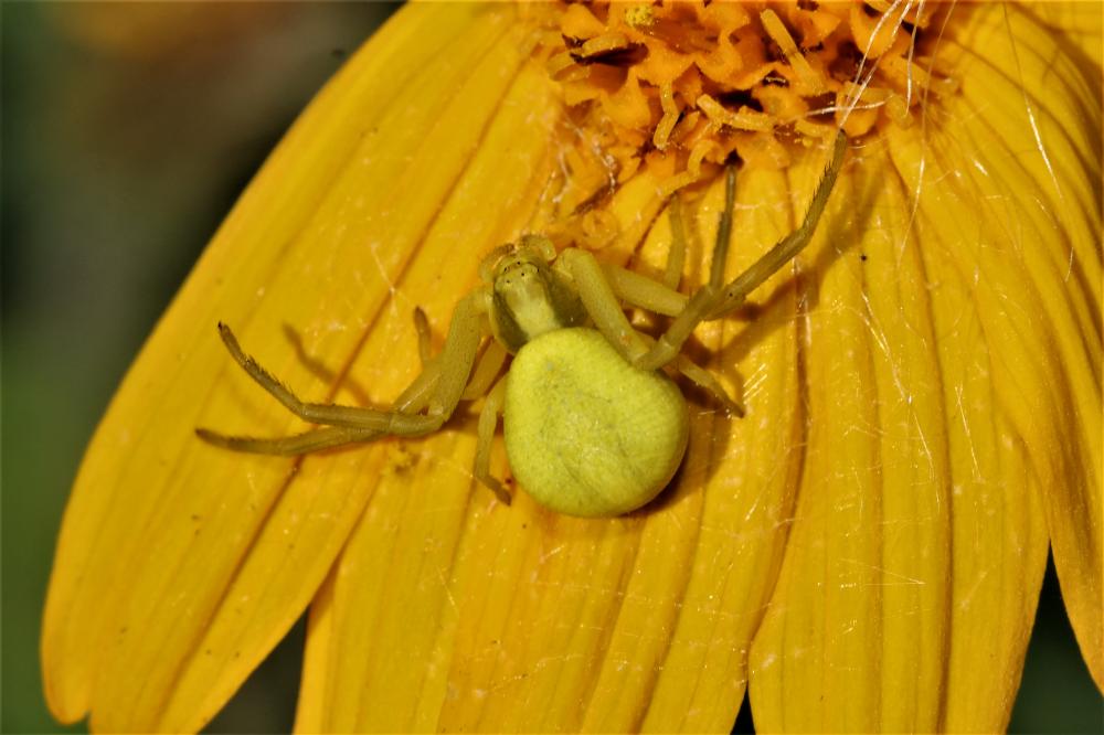 Le Misumène variable Misumena vatia (Clerck, 1758)