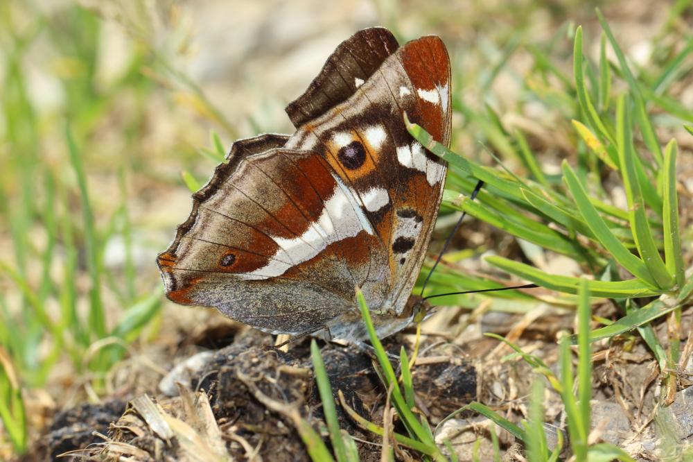 Grand mars changeant (Le), Grand Mars (Le), Chatoy Apatura iris (Linnaeus, 1758)