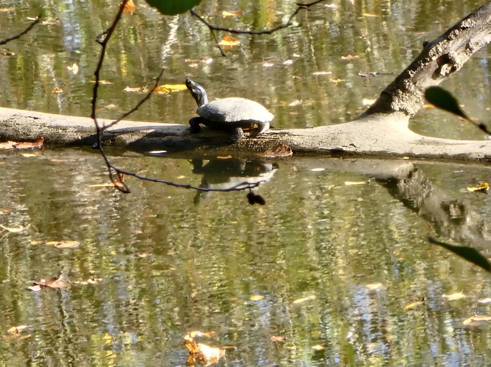 Trachémyde écrite (La), tortue de Floride Trachemys scripta (Thunberg in Schoepff, 1792)