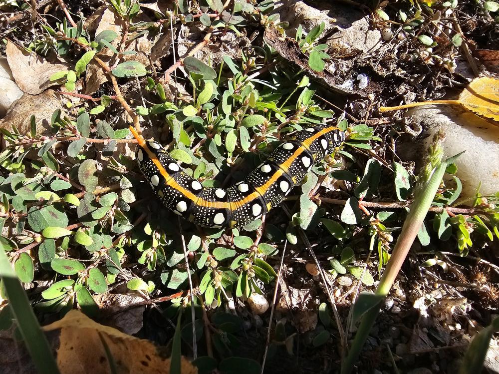 Sphinx de l'Euphorbe (Le) Hyles euphorbiae (Linnaeus, 1758)