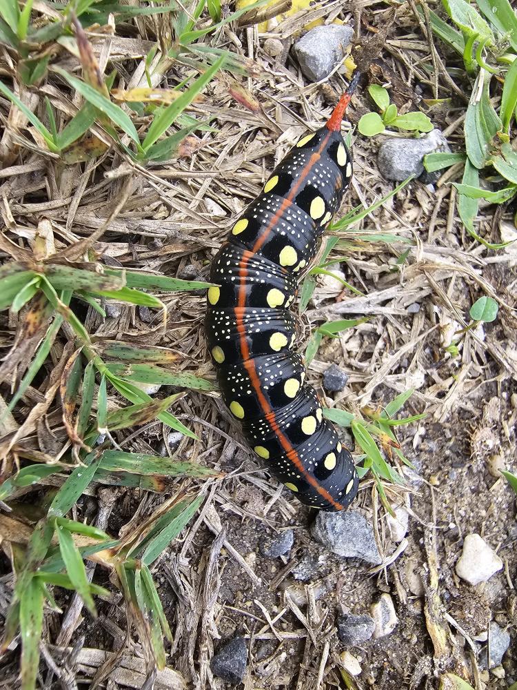 Sphinx de l'Euphorbe (Le) Hyles euphorbiae (Linnaeus, 1758)