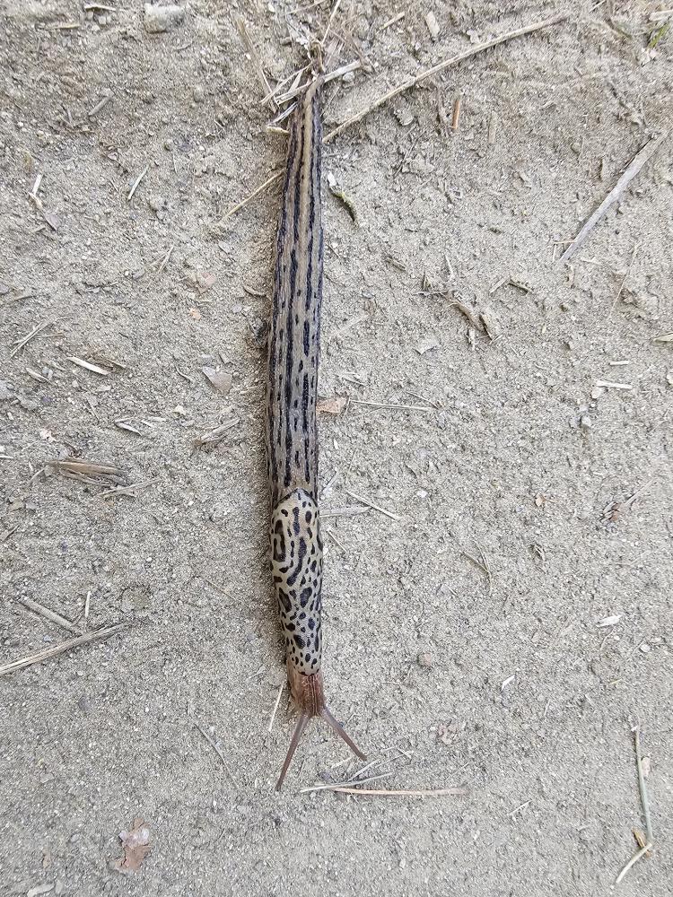 La Limace léopard Limax maximus Linnaeus, 1758