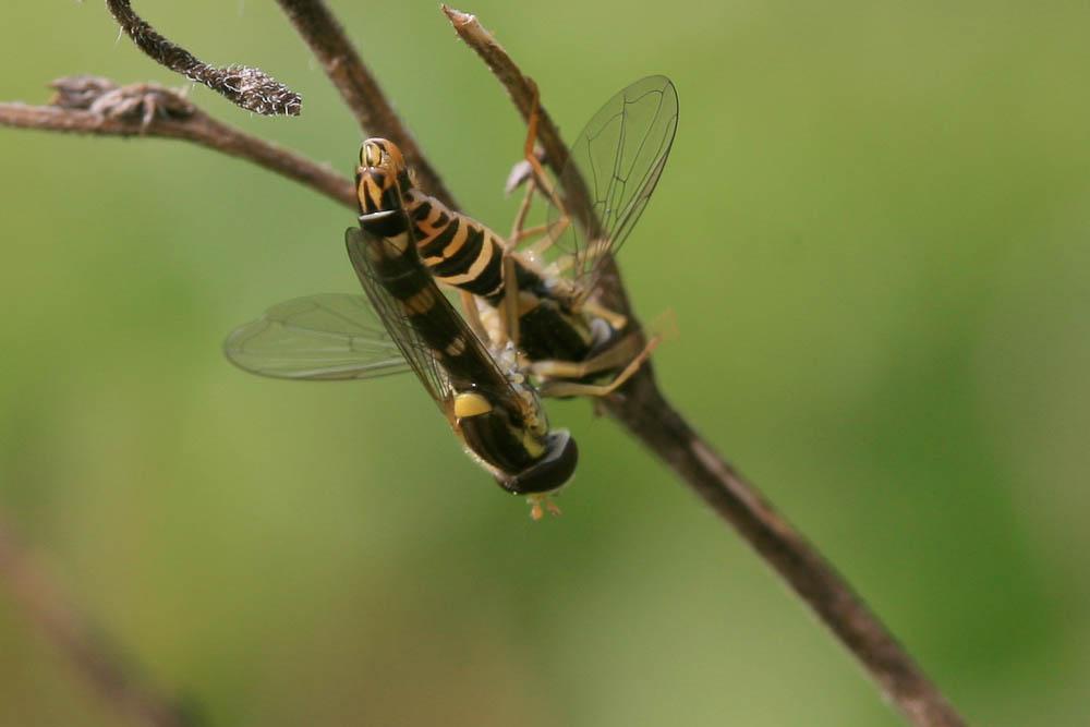  Sphaerophoria scripta (Linnaeus, 1758)