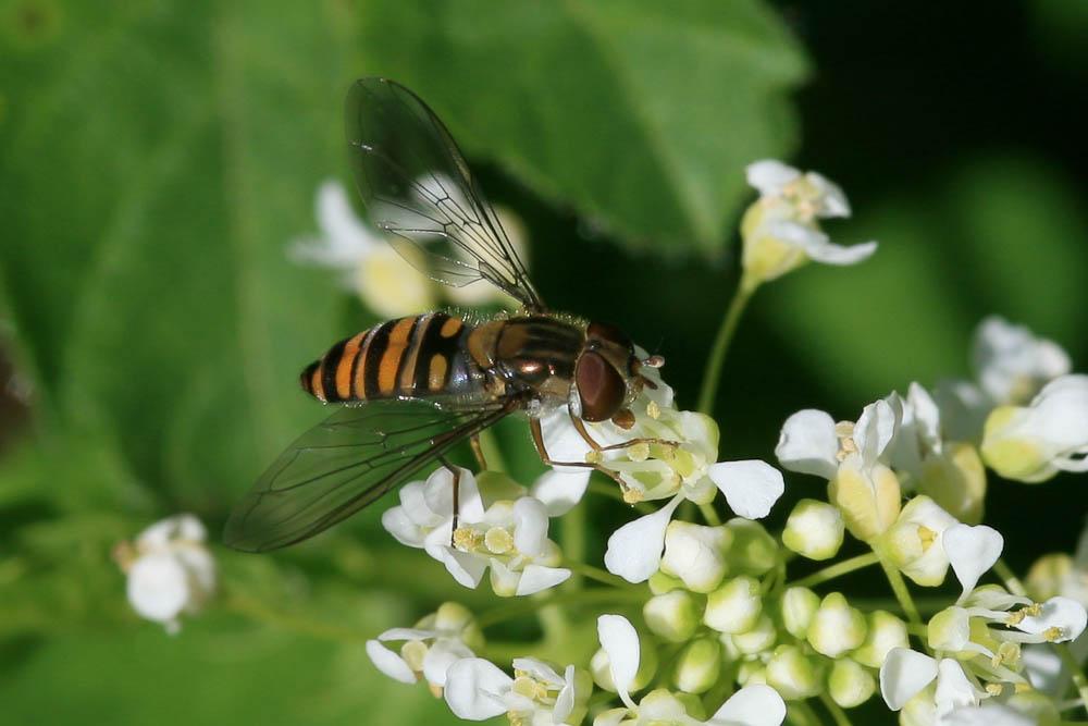  Episyrphus balteatus (De Geer, 1776)