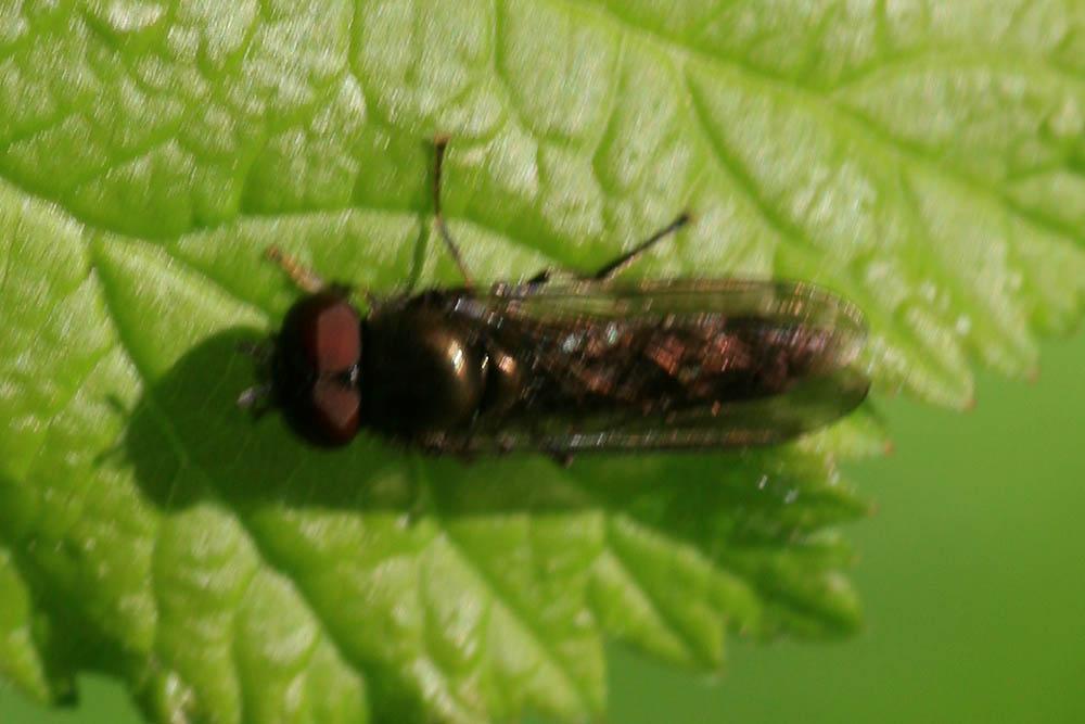 Syrphes Syrphidae Latreille, 1802