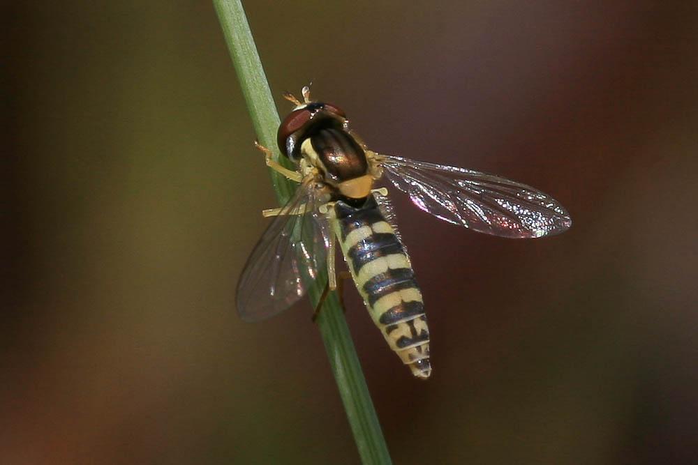  Sphaerophoria scripta (Linnaeus, 1758)