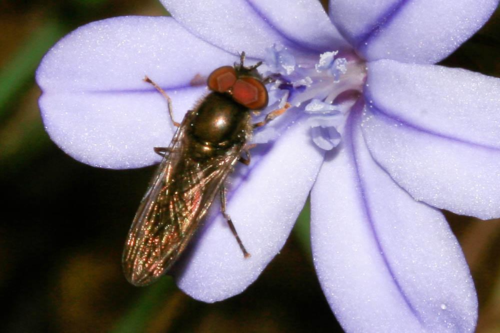 Syrphes Syrphidae Latreille, 1802