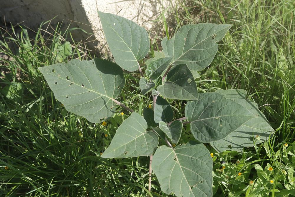  Datura wrightii Regel, 1859