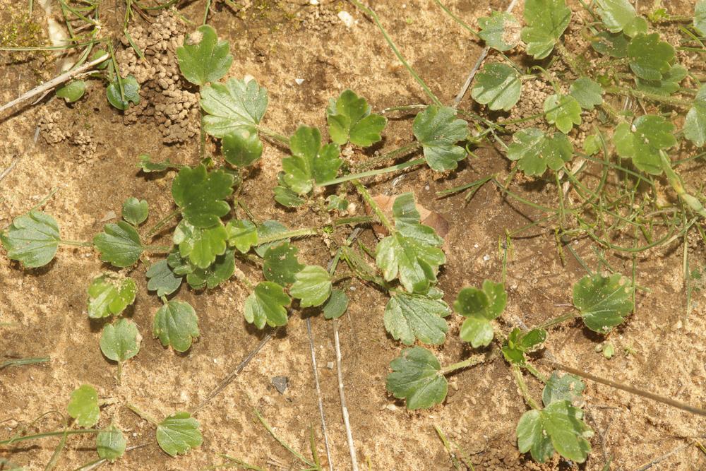 Renoncule des marais, Renoncule à feuilles de cerf Ranunculus paludosus Poir., 1789