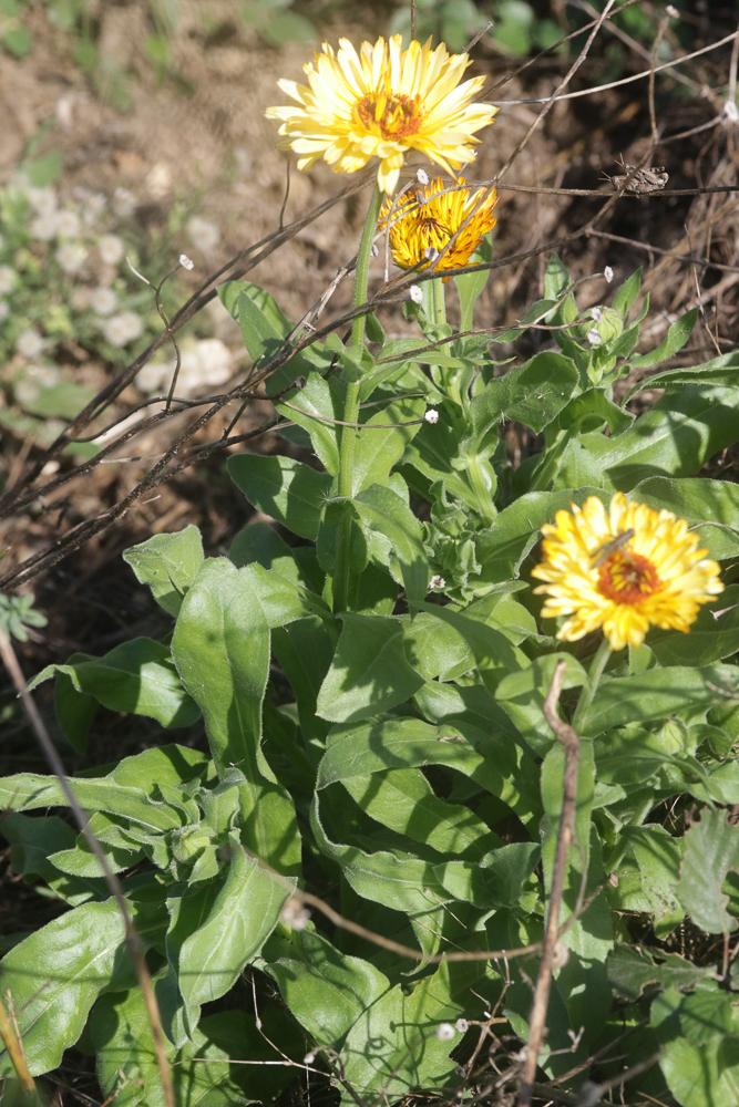 Souci officinal, Souci des jardins Calendula officinalis L., 1753