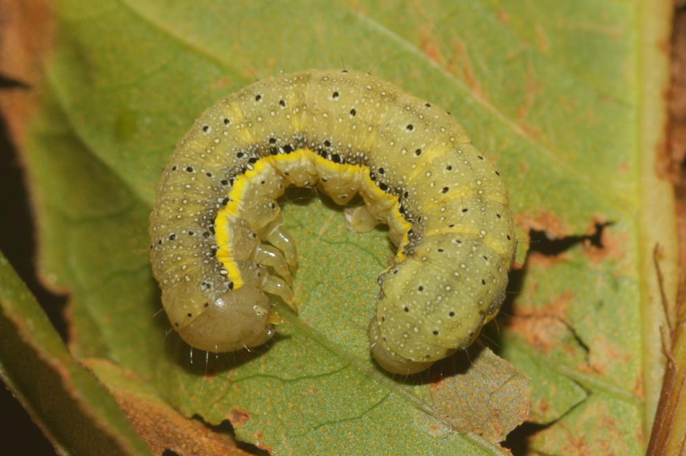 Noctuelle des Potagers (La) Lacanobia oleracea (Linnaeus, 1758)