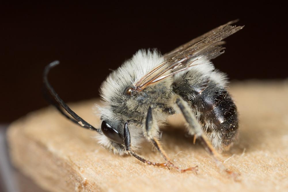 Le Eucère caspienne Eucera caspica Morawitz, 1873