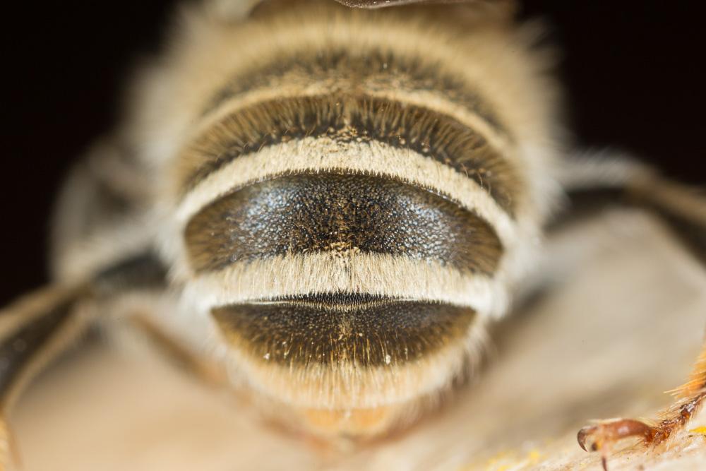 Eucère grise Eucera cineraria Eversmann, 1852