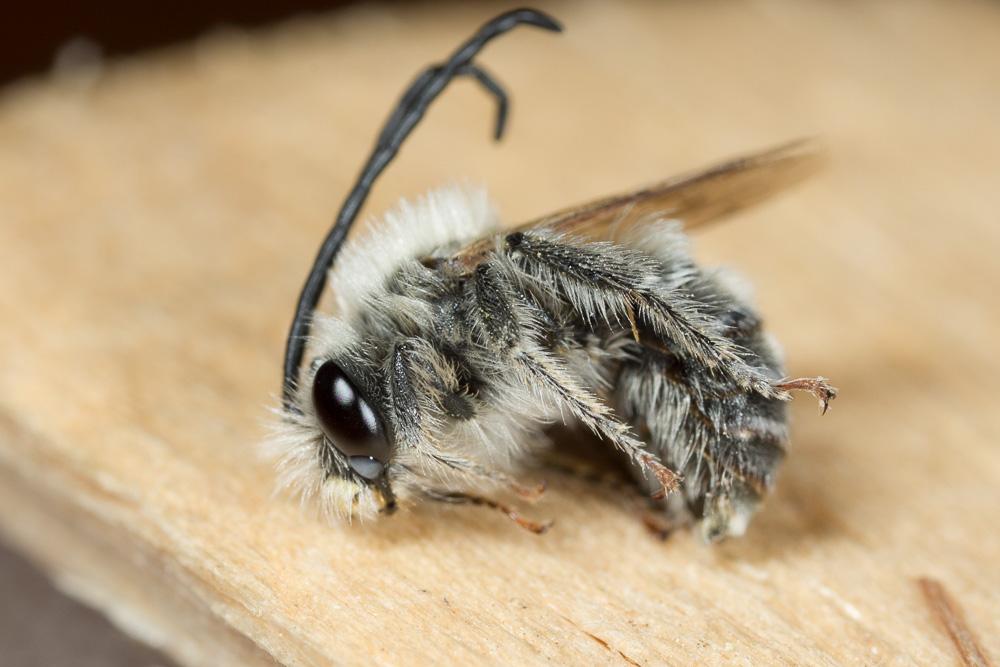 Le Eucère toute petite Eucera vulpes Brullé, 1832