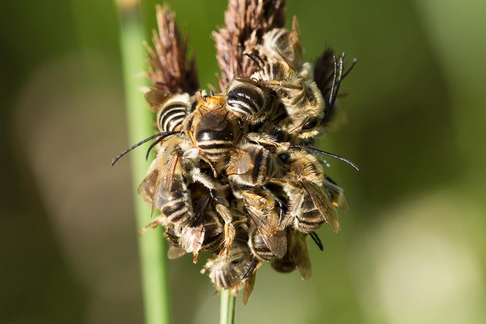 Le Eucère toute petite Eucera vulpes Brullé, 1832