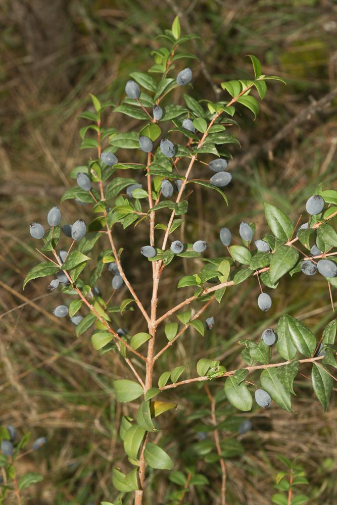 Myrte commun Myrtus communis L., 1753