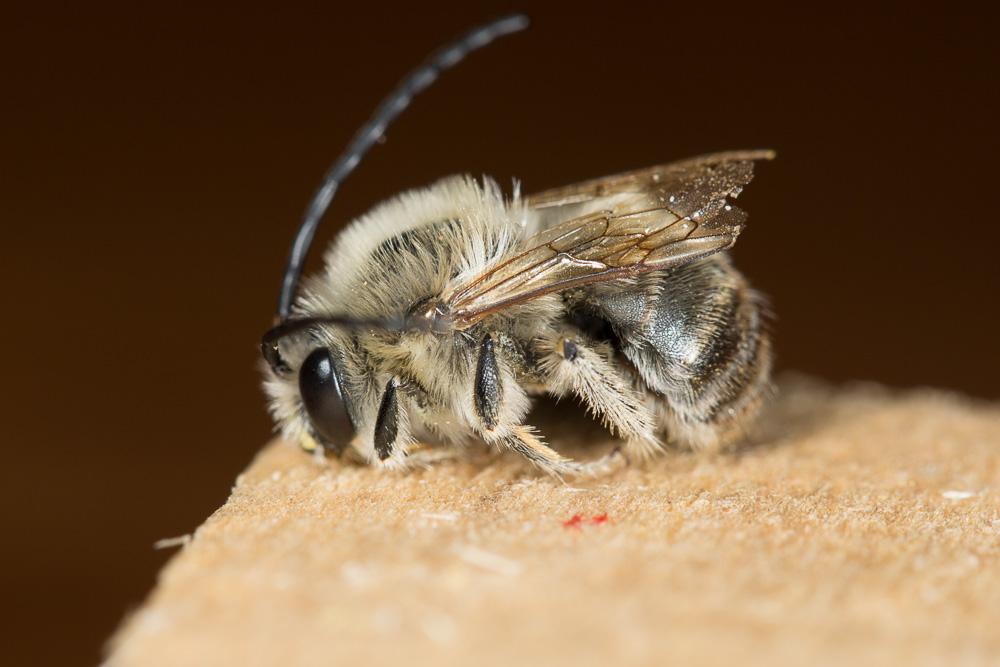 Le  Eucera clypeata Erichson, 1835