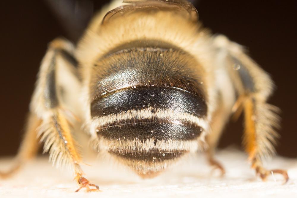 Le  Eucera clypeata Erichson, 1835