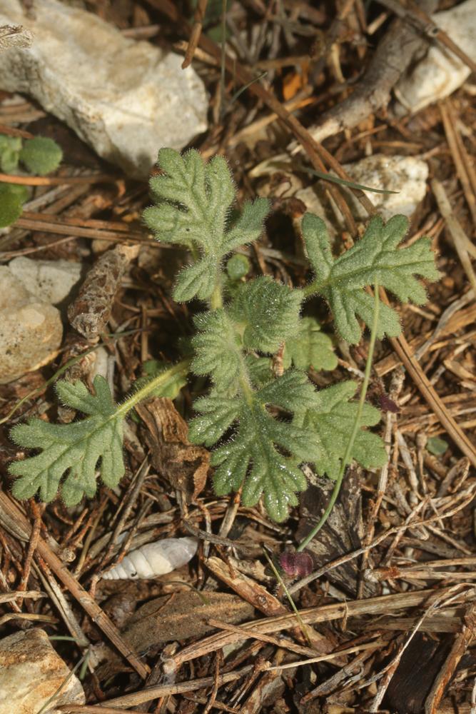 Germandrée botryde Teucrium botrys L., 1753