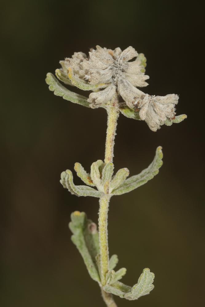 Germandrée Polium Teucrium polium L., 1753