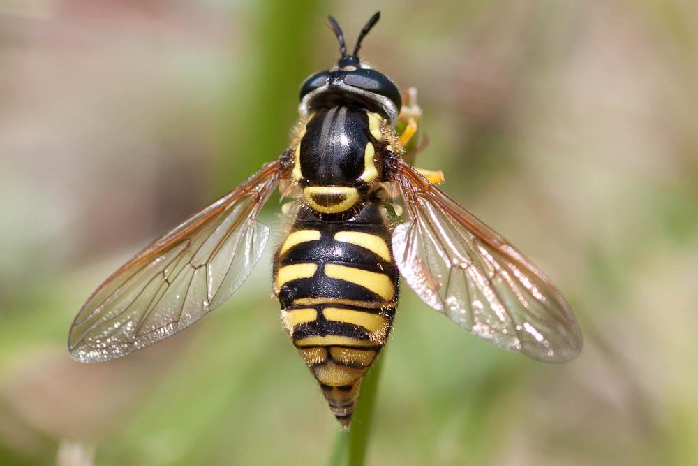  Chrysotoxum cautum (Harris, 1776)