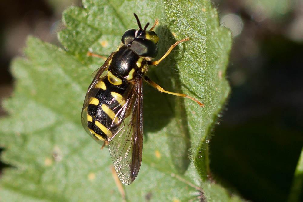  Chrysotoxum Meigen, 1803