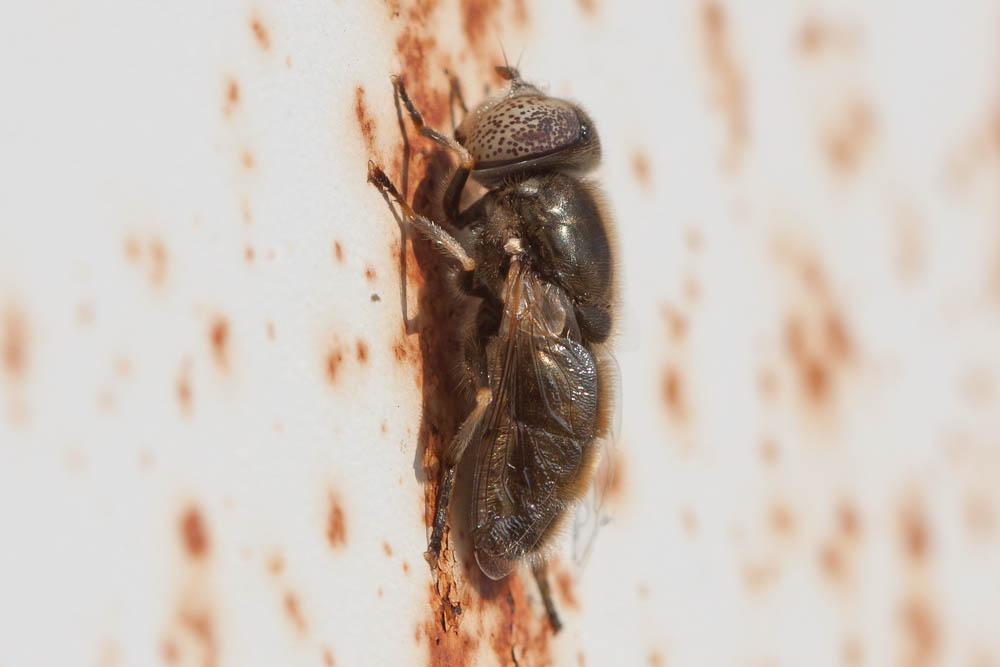  Eristalinus aeneus (Scopoli, 1763)