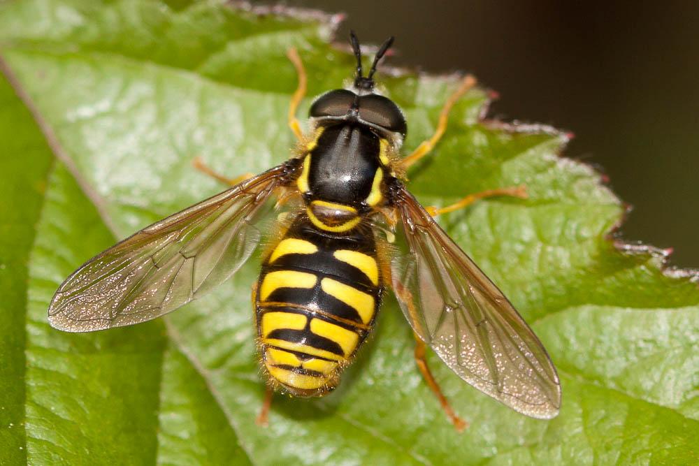  Chrysotoxum cautum (Harris, 1776)