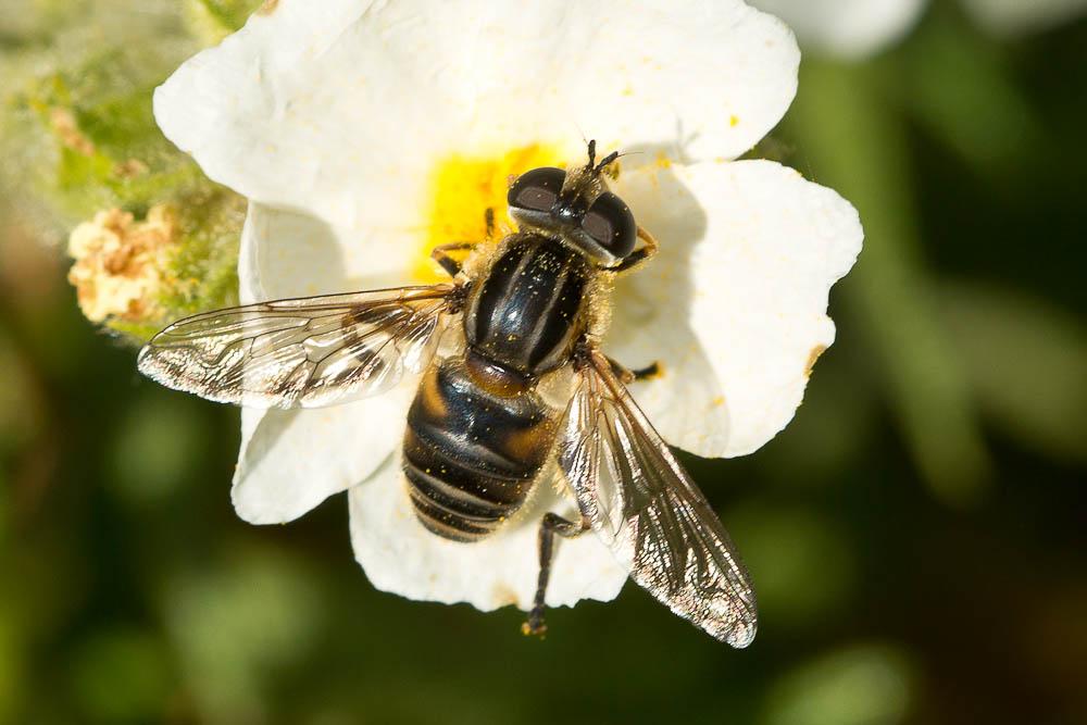  Mesembrius peregrinus (Loew, 1846)