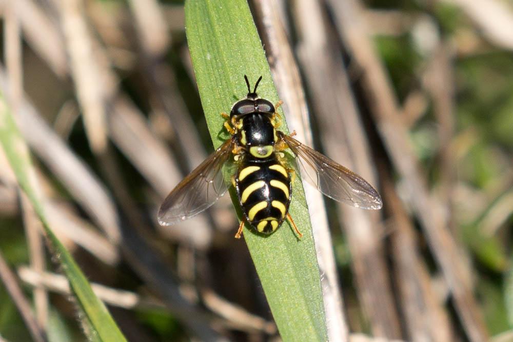  Chrysotoxum Meigen, 1803