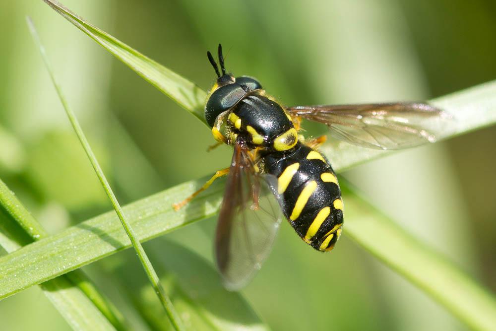  Chrysotoxum Meigen, 1803