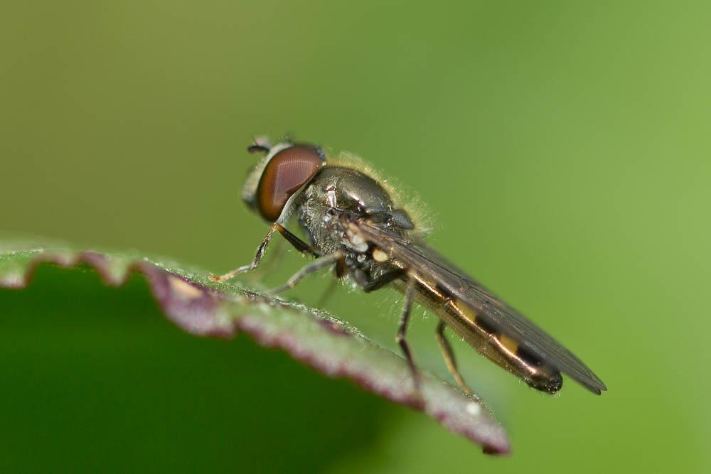  Melanostoma scalare (Fabricius, 1794)