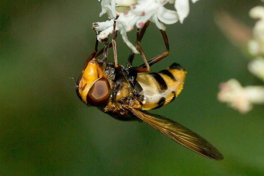  Volucella inanis (Linnaeus, 1758)