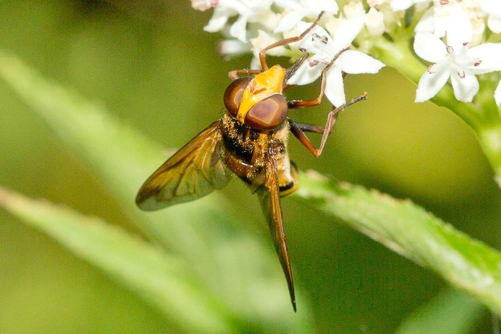  Volucella inanis (Linnaeus, 1758)