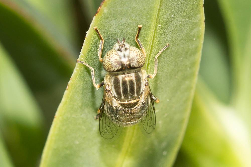  Eristalinus aeneus (Scopoli, 1763)