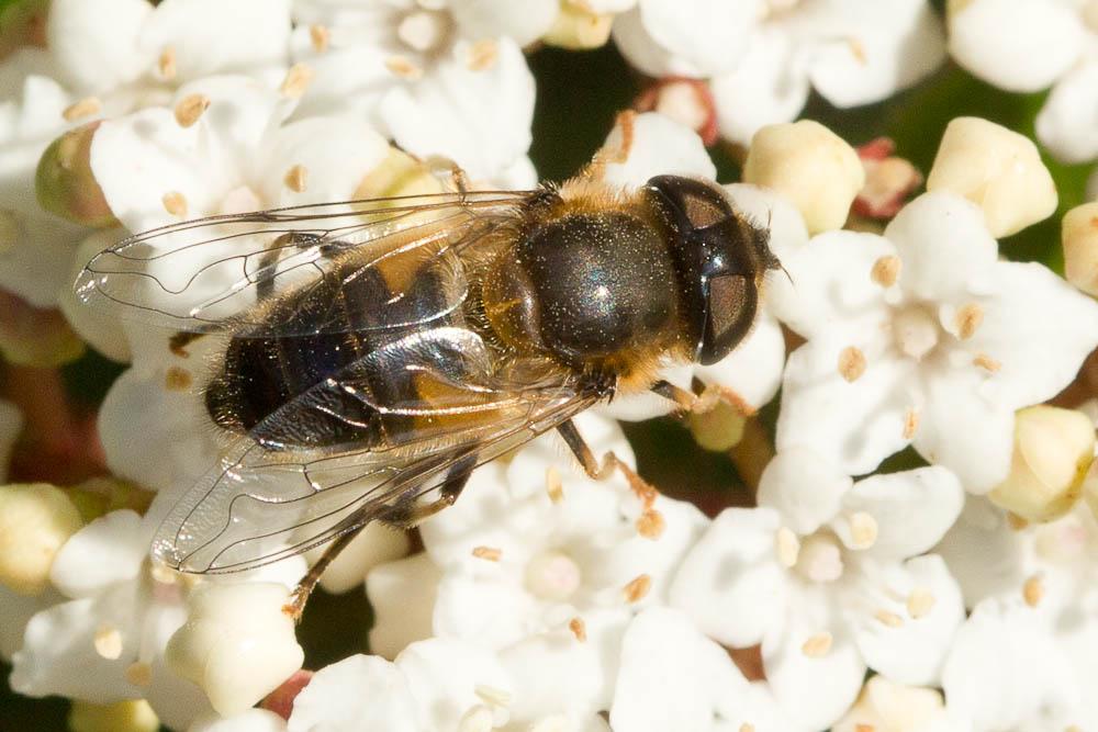  Eristalis similis (Fallén, 1817)