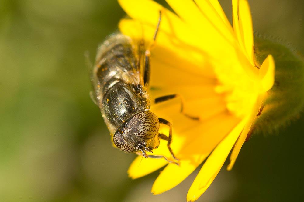  Eristalinus aeneus (Scopoli, 1763)