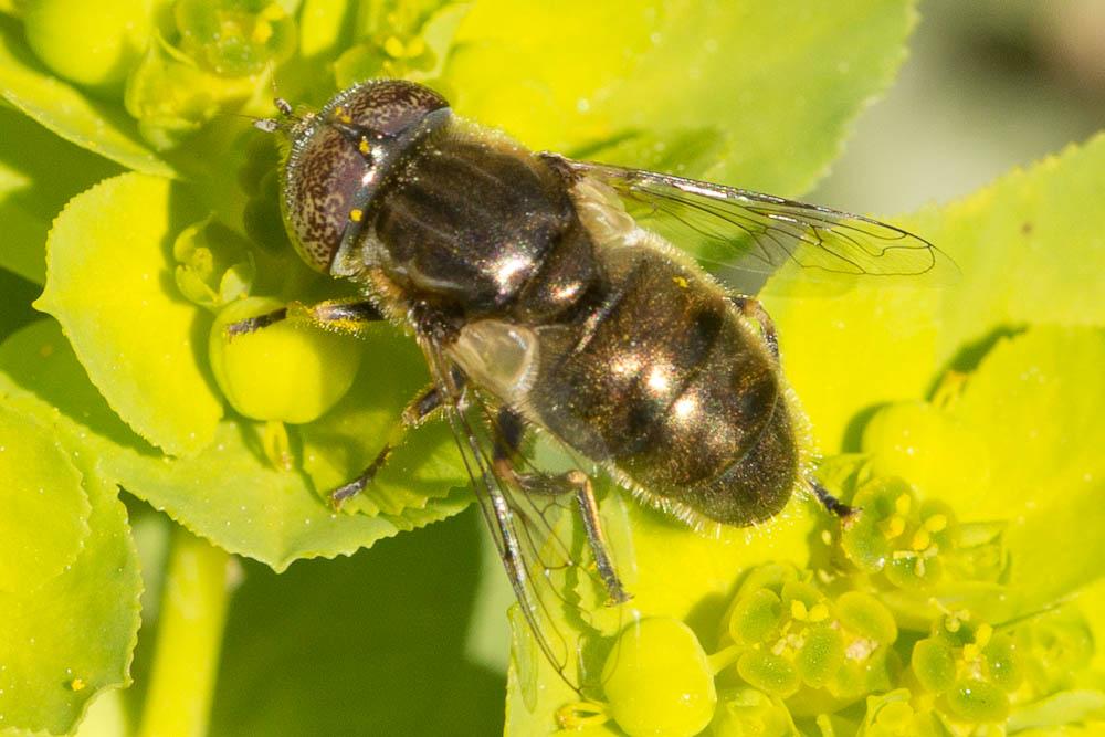  Eristalinus aeneus (Scopoli, 1763)