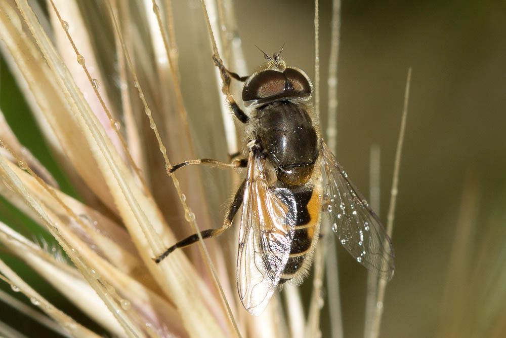  Eristalis arbustorum (Linnaeus, 1758)