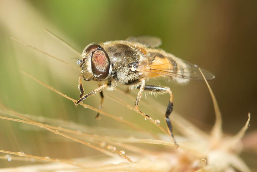  Eristalis arbustorum (Linnaeus, 1758)